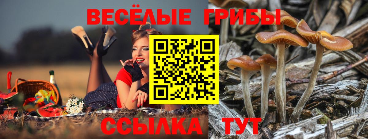 как найти   Вход с VPN  Киров  Галлюциногенные грибы Cubensis  Псилоцибиновые грибы Magic Shrooms 